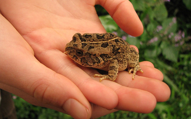 Not many of us know that frogs are one of the most endangered vertebrates