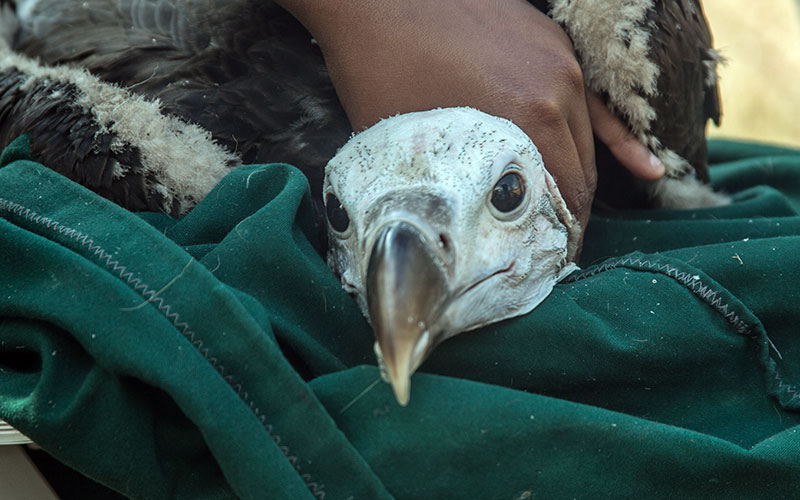Six of South Africa’s 11 vulturespecies are heading for extinction and the rest are endangered