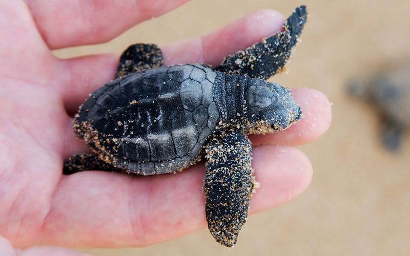The five species of sea turtle found in South African seas are all listed as endangered. They are the Green, Olive Ridley, Hawksbill, Loggerhead and Leatherback turtles.