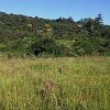 Msinsi Grassland Restoration