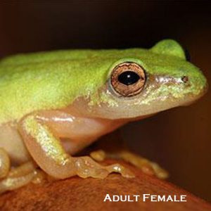 Pickersgill’s Reed Frog Conservation