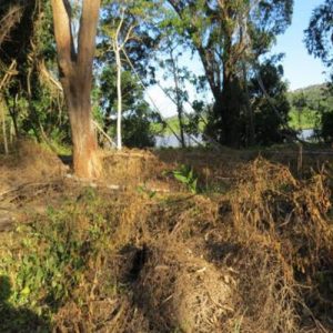 Umzimkhulu River Forest Restoration